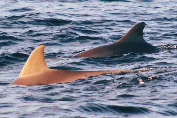 St. Andrews Dolphin Snorkel Tour: Guided Snorkeling & Dolphin Watching in Panama City Beach photo 3