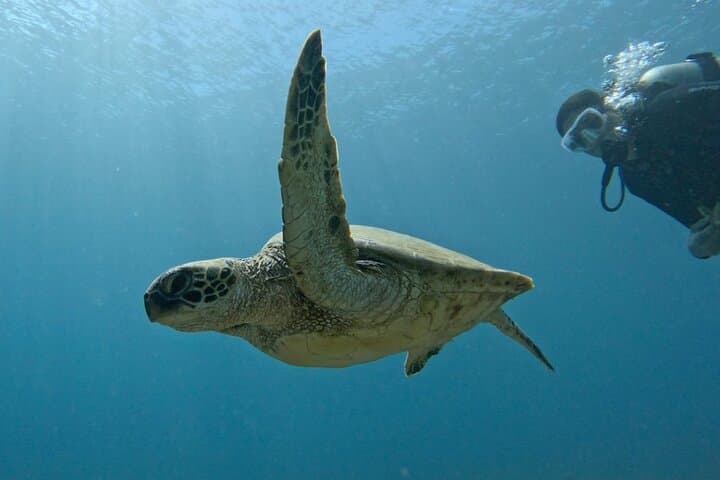 Private Introductory Scuba Diving in Oahu — Beginner Beach or Boat Dives