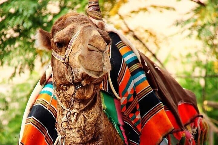 Full-Day Jericho & Dead Sea Tour from Tel Aviv: Float, History, and Desert Views photo 6