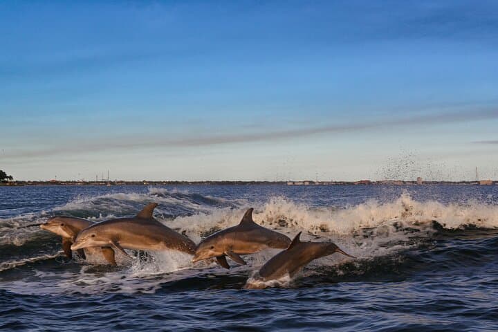 Private Boat Tour: Dolphins, Shell Island & Snorkel from Panama City Beach