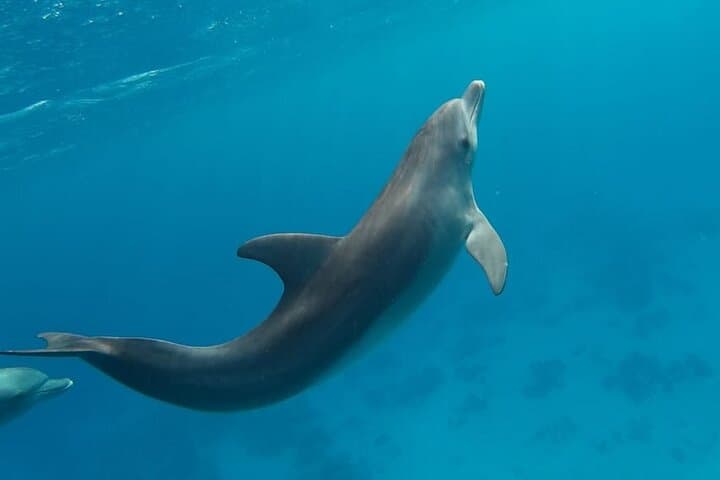 Hurghada Dolphin House Snorkel Trip: Dolphins, Coral Reefs & Lunch photo 5