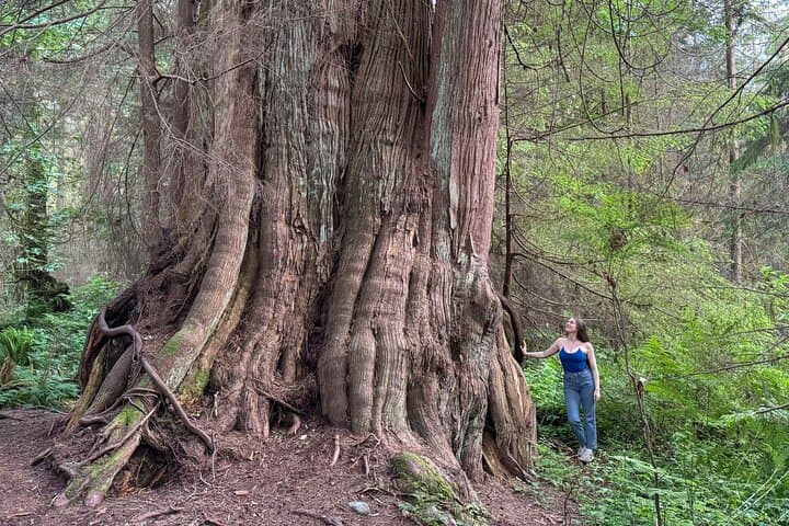 Walk Among Vancouver's Ancient Trees — Stanley Park Walking Tour photo 4