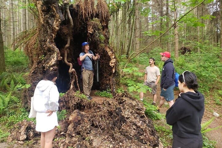 Walk Among Vancouver's Ancient Trees — Stanley Park Walking Tour photo 6