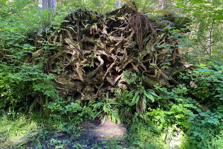 Walk Among Vancouver's Ancient Trees — Stanley Park Walking Tour photo 3