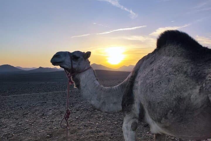 Agafay Desert Sunset Camel Ride and Berber Dinner from Marrakech photo 6