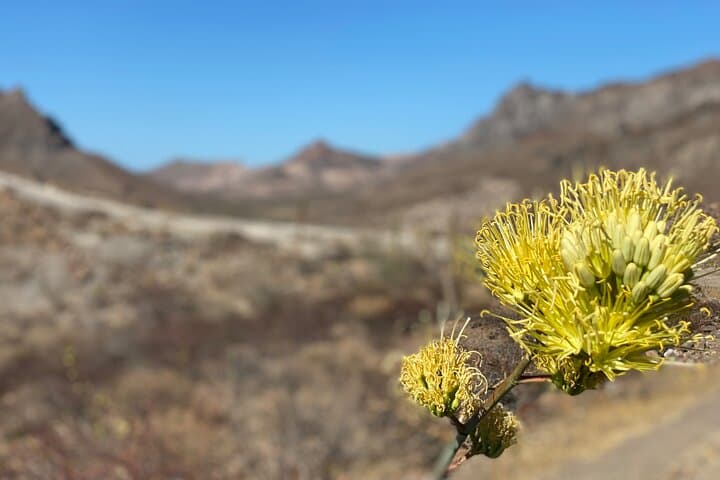 Hike Mirador Balandra: 4.8 km Coastal Overlook from La Paz photo 6