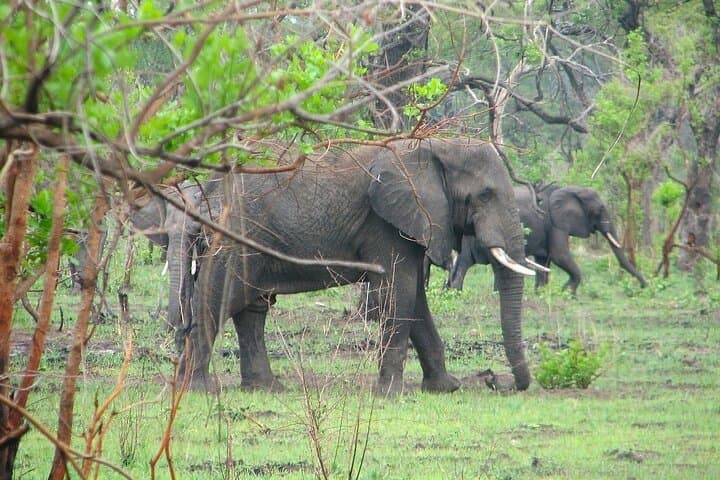 Northern Malawi Safari: Nyika Plateau to Makuzi Beach — 7-Day Wildlife & Lake Adventure