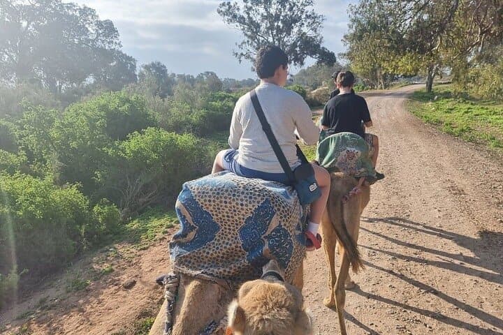 Agadir Camel Ride on the Souss River with Mint Tea & Moroccan Pastries photo 4