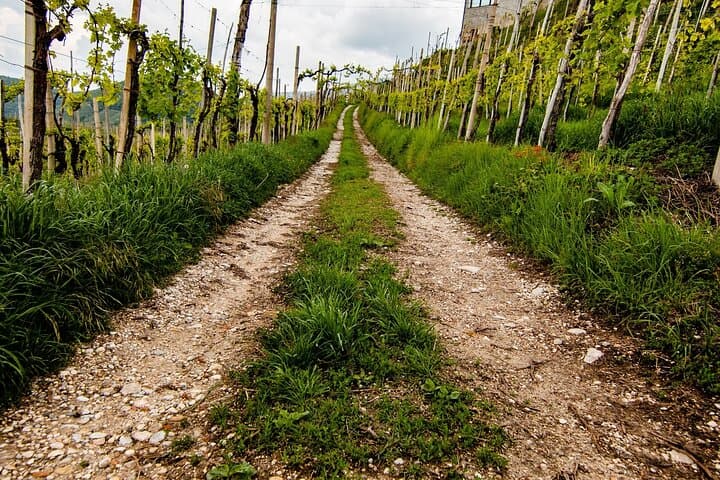 Prosecco Superiore Day Tour from Venice: Private Tastings in Valdobbiadene & Asolo photo 5