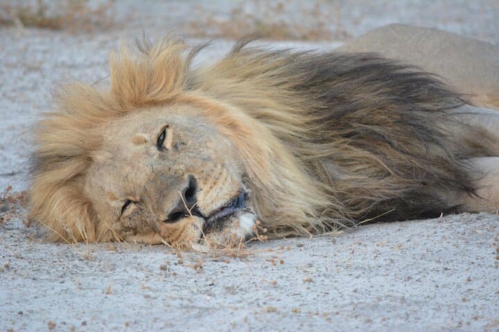 Full-Day Chobe Game Drive: Riverfront Safari & Bush Lunch with Leon Safaris photo 6