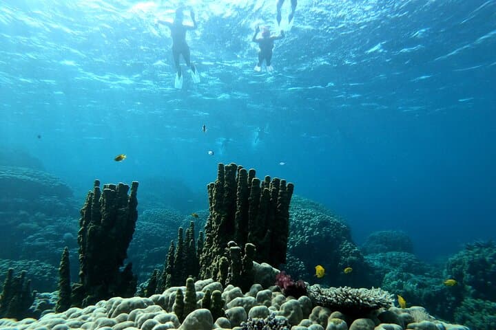 Hurghada Dolphin Watching & Orange Bay Snorkel: Private Speedboat Adventure photo 4