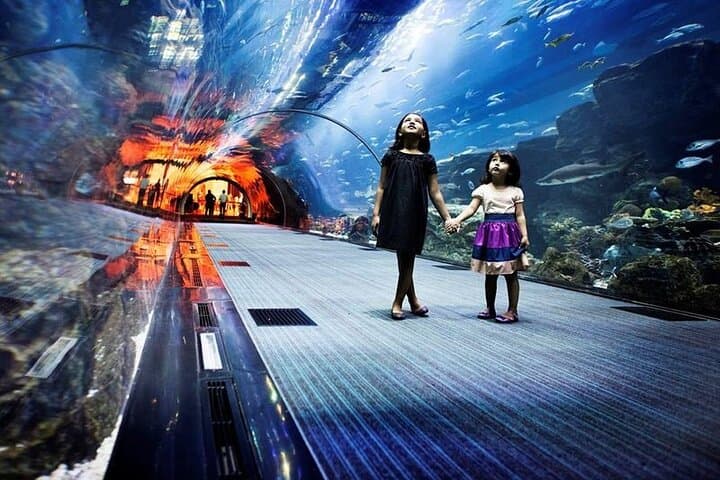 Inside Dubai Aquarium: Tunnel Walks, Penguin Cove & Glass-Bottom Boat photo 2