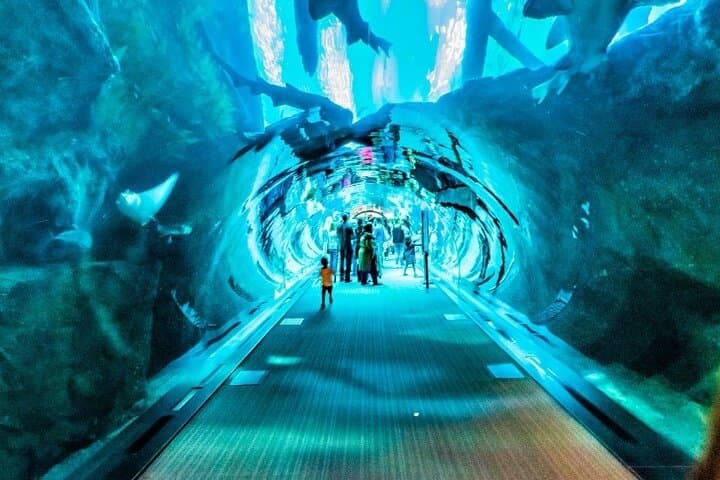 Inside Dubai Aquarium: Tunnel Walks, Penguin Cove & Glass-Bottom Boat photo 6