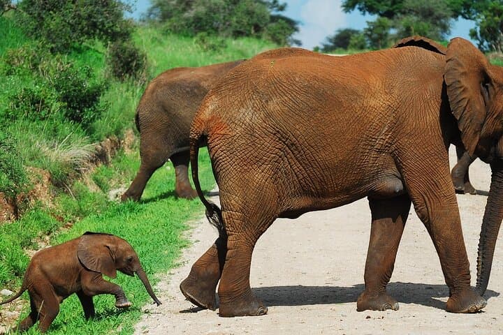 Tarangire Elephant Encounter: Full-Day Safari from Arusha photo 2