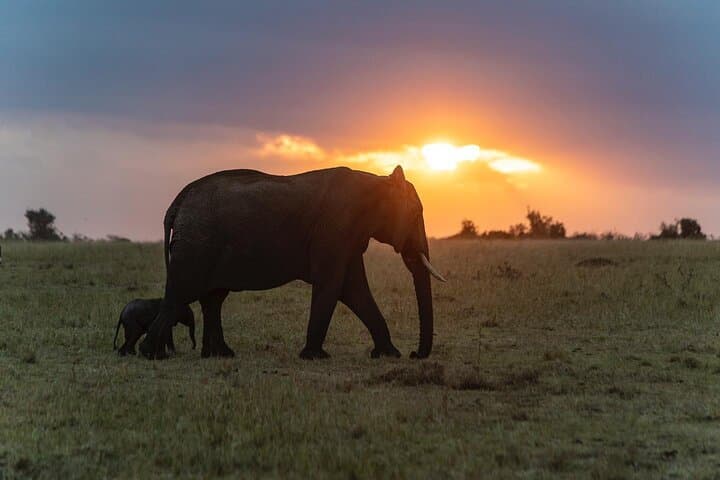 3-Day Maasai Mara Shared Safari from Nairobi — Big Five, Migration & Maasai Culture