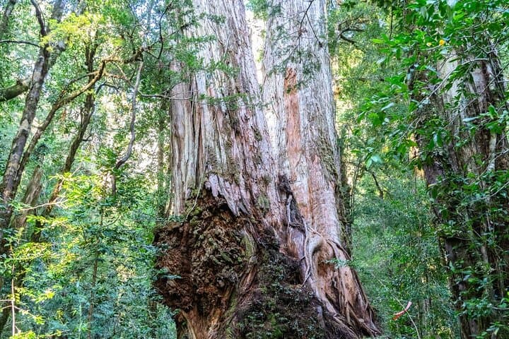 Hiking in Bariloche: Guided Day Treks Around Nahuel Huapi photo 6