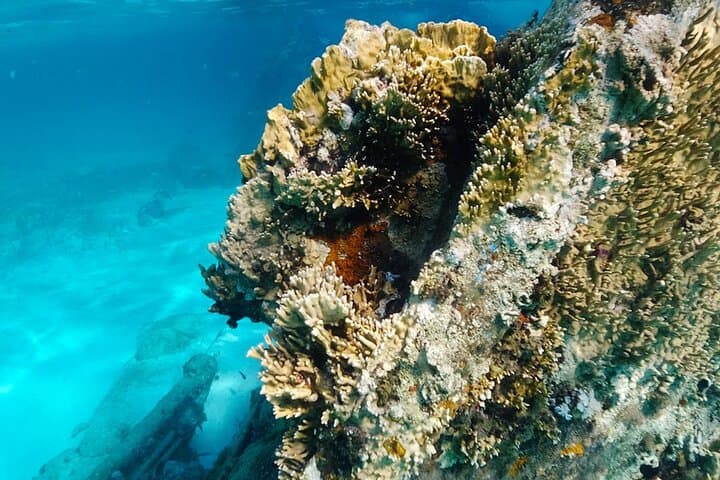 Snorkeling Tour in Cancun: Reef, MUSA, Turtles & Shipwreck with Transport photo 3