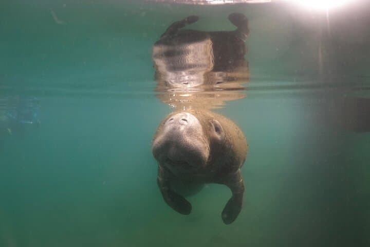 Private Manatee Snorkel Tour in Crystal River: Swim Among Giants with Expert Guides photo 4