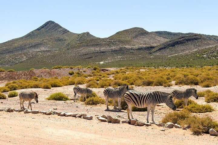Full Day Aquila Big 5 Safari from Cape Town photo 4