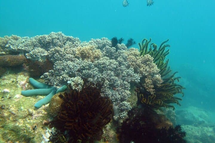 Sanya PADI Open Water Diving Package at Fenjiezhou Islet — Two-Dive Day Trips from Haitang Bay photo 5