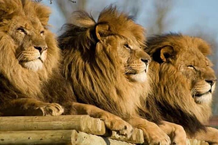 Crocoparc and Nomadic Lion Park: Agadir Safari Day Trip photo 4