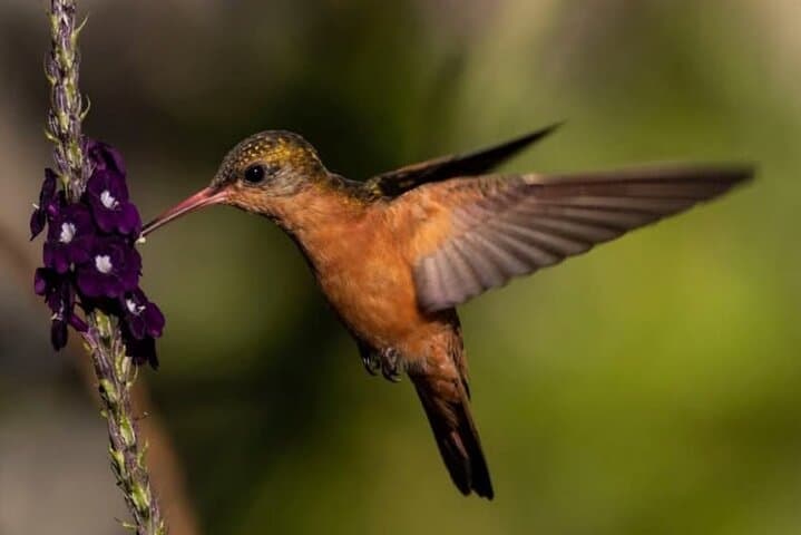 Monteverde Cloud Forest Birdwatching: Spotting Resplendent Quetzals & Emerald Toucanets photo 3