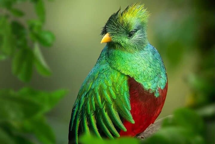 Monteverde Cloud Forest Birdwatching: Spotting Resplendent Quetzals & Emerald Toucanets photo 4