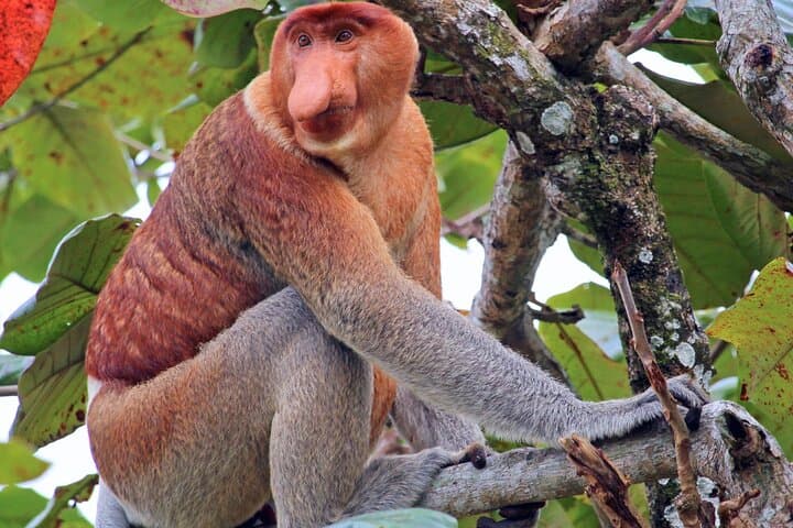 Bongawan River Cruise: Proboscis Monkeys, SkyMirror & Fireflies from Kota Kinabalu