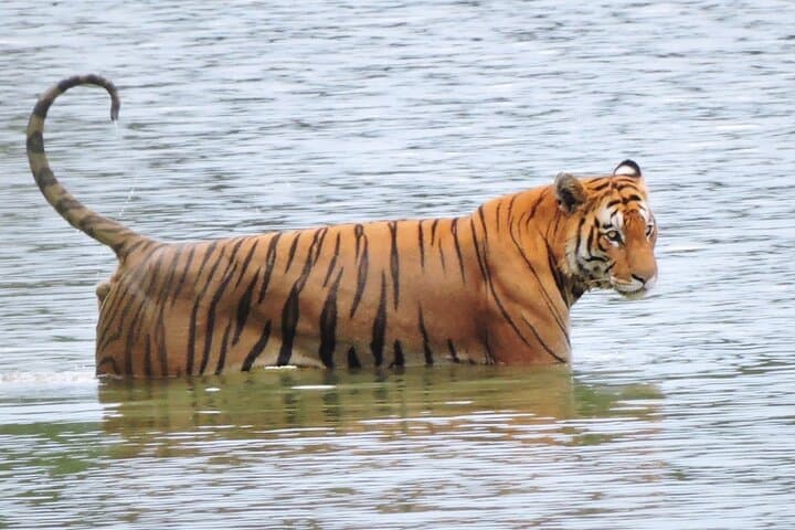 6-Day Bardia Tiger Encounter: Guided Walking & Jeep Safaris in Bardia National Park photo 3