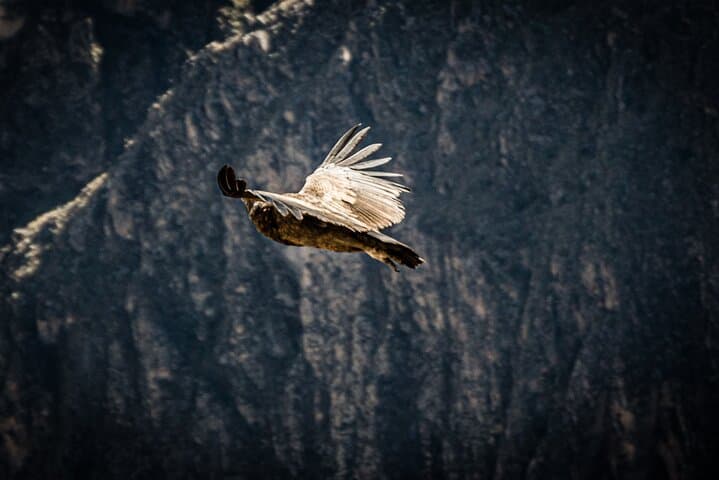 Colca Experiential Full Day: Condors, Terraces & Andean Village Life photo 2