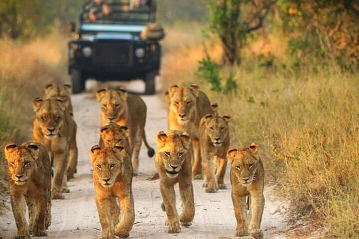 Kruger Walking Safari from Marloth Park — 4-Hour Guided Bush Walk photo 5