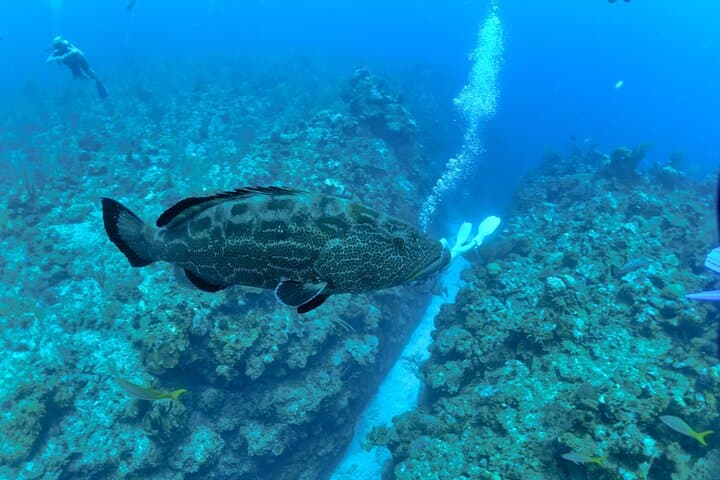 Two-Tank Dive the Belize Barrier Reef from San Pedro