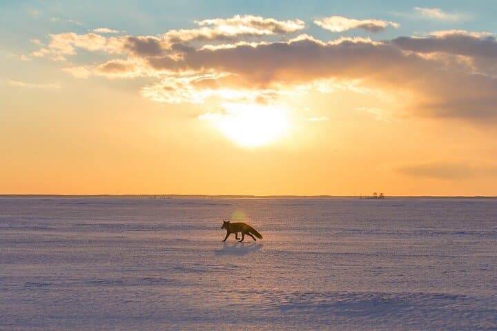 Ice Horizon Walk on Notsuke Peninsula — Walk the Frozen Sea (Jan–Mar) photo 5