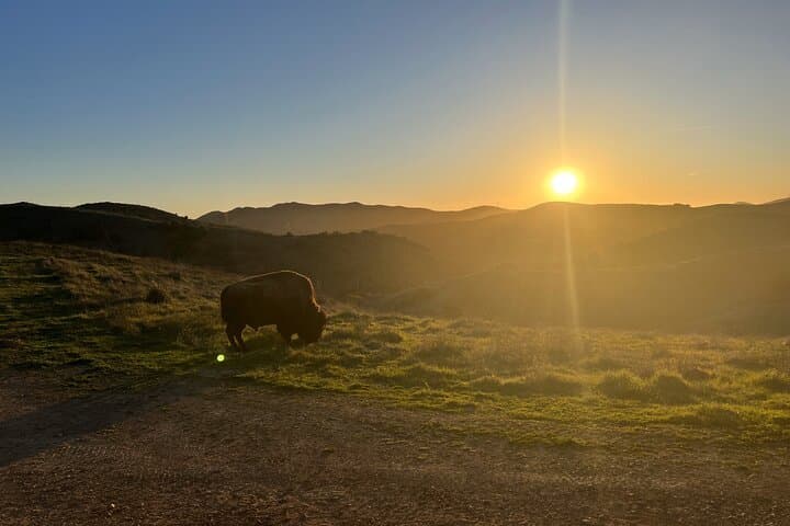 Catalina Island Summit Sunset Tram Tour from Avalon photo 5