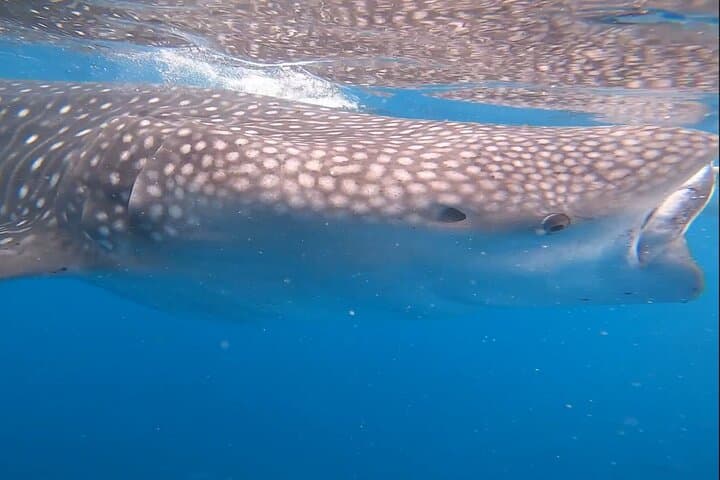 Cebu Splash Adventure: Whale Sharks & Badian Canyoneering Day Trip photo 4