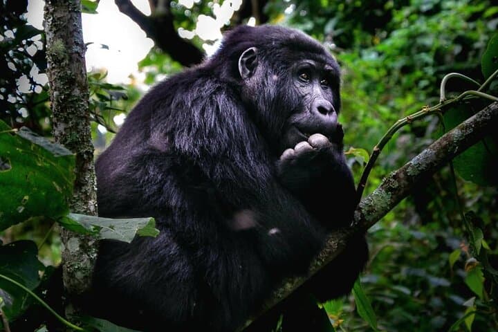 3-Day Gorilla Trekking in Bwindi Impenetrable National Park