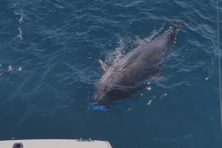 Macaronesia Charter Fishing: Deep Sea Battles Off La Gomera's Coast photo 5