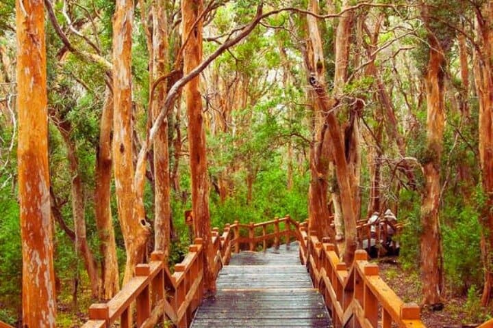 Sail to Victoria Island & Walk the Arrayanes Forest: Full-Day Nahuel Huapi Cruise