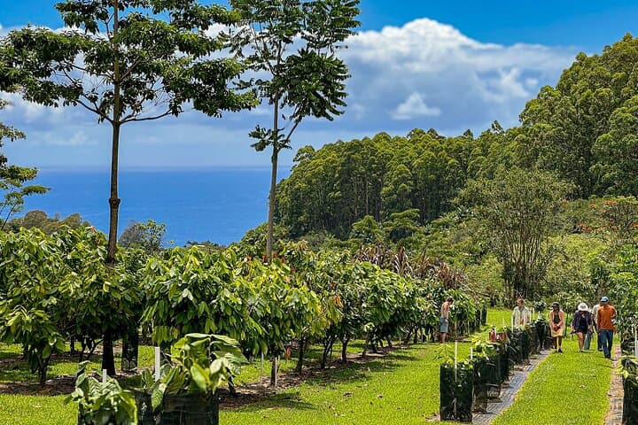 Honoli‘i Orchards: 10-Bar Hawaiian Craft Chocolate Tasting on Maunakea Slopes photo 2