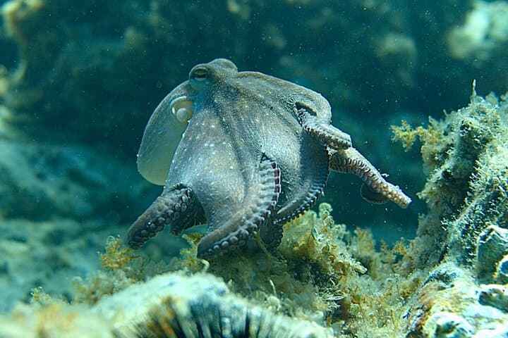 Costa Brava Kayak & Snorkel Adventure from Barcelona photo 2