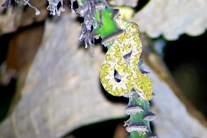 Monteverde Night Walk: Small-Group After-Dark Wildlife Tour photo 2