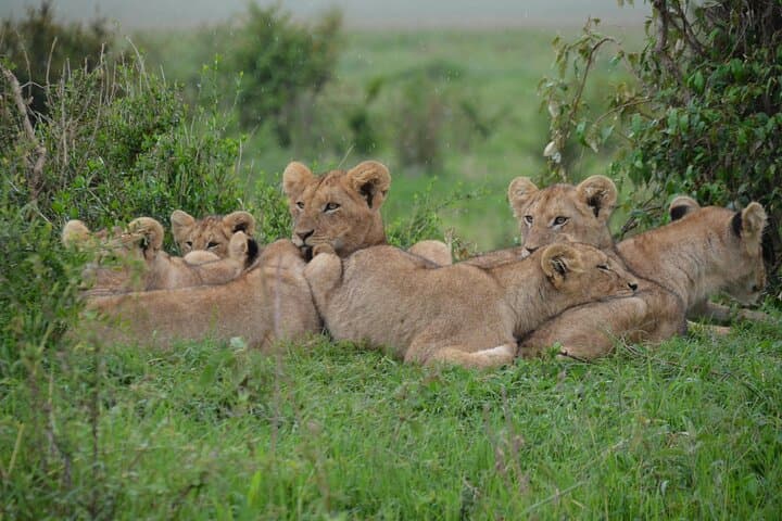 3-Day Masai Mara Safari from Nairobi: Big Five Game Drives & Maasai Village Visit photo 4