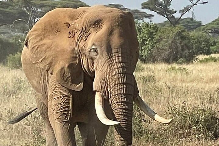 Full-Day Amboseli Safari from Nairobi: Elephants, Kilimanjaro Views & Game Drives