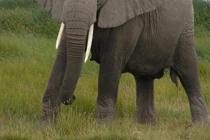 Full-Day Amboseli Safari from Nairobi: Elephants, Kilimanjaro Views & Game Drives photo 2