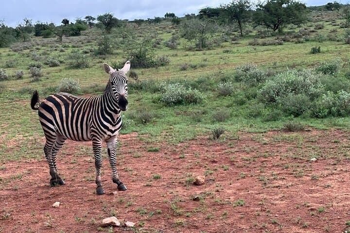 Full-Day Amboseli Safari from Nairobi: Elephants, Kilimanjaro Views & Game Drives photo 4