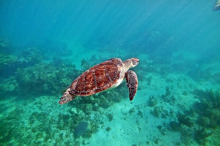 Private Tulum Ruins Tour and Akumal Turtle Snorkel — Half-Day from Playa del Carmen photo 4