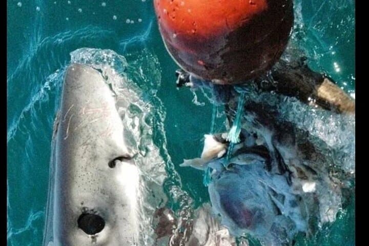 Shark Cage Diving in Gansbaai — Great White Sightings & Practical Guide photo 5