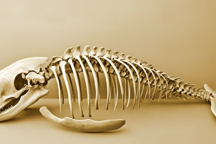 Inside Museo del Mar: Private Guided Tour of Punta del Este's Ocean Curiosities photo 6