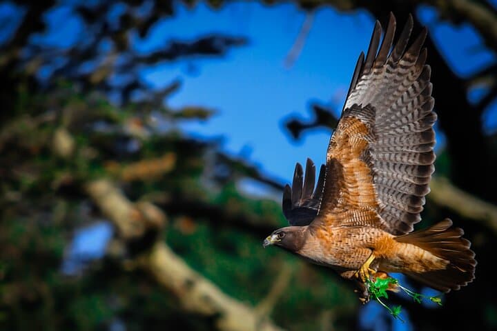 Hawks, Herons & Hummingbirds: Golden Gate Park Wildlife Walking Tour