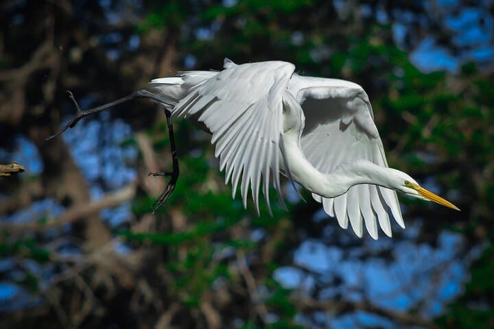Hawks, Herons & Hummingbirds: Golden Gate Park Wildlife Walking Tour photo 4